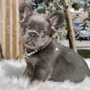 Blake - French Bulldog