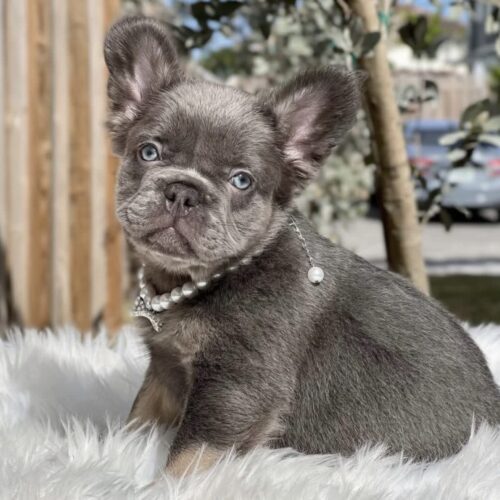 Blake - French Bulldog