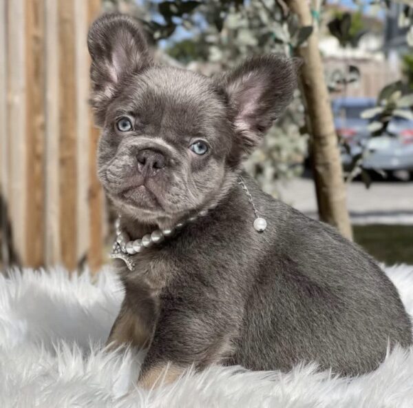 Blake - French Bulldog