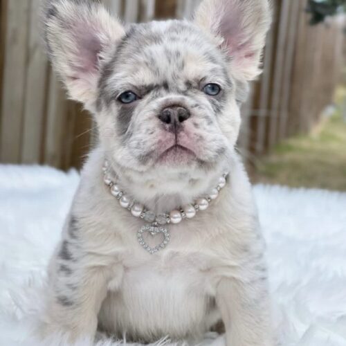 DAISY - French Bulldog