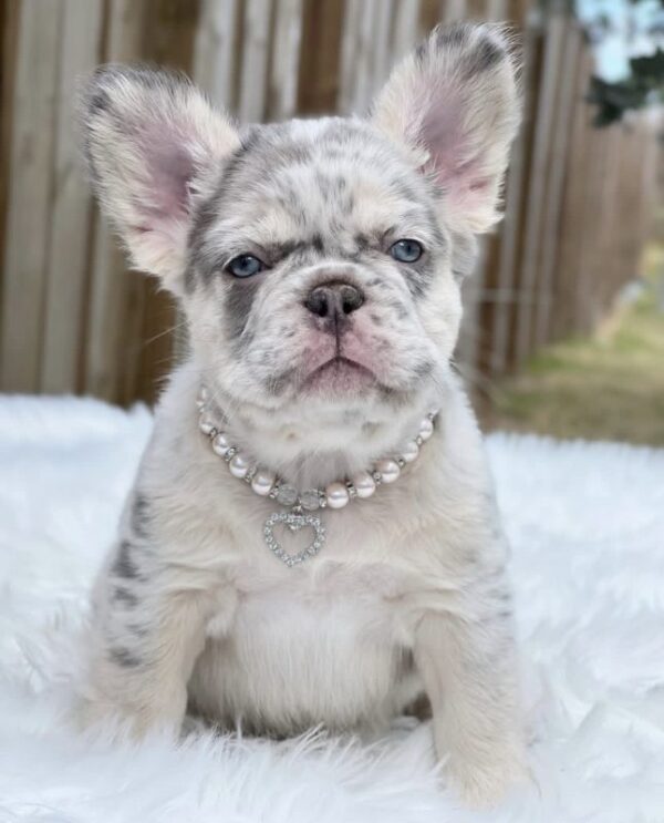 DAISY - French Bulldog