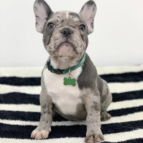 Alex - French Bulldog