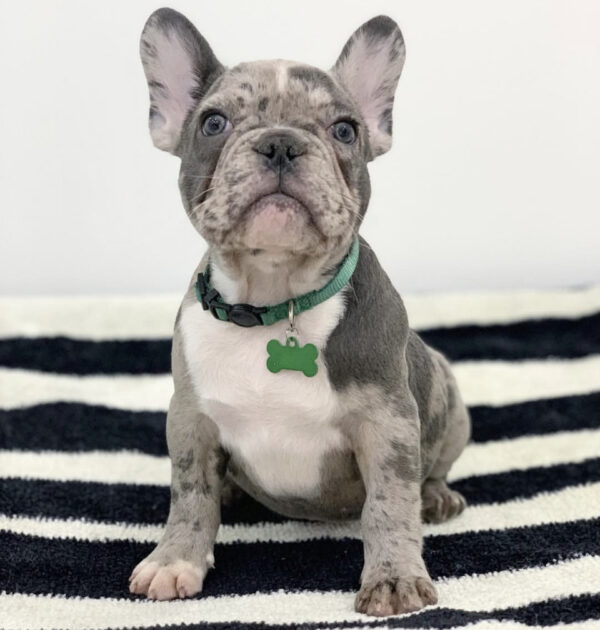Alex - French Bulldog