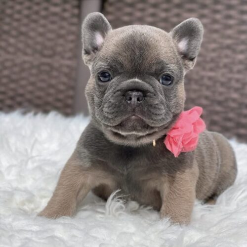 Luna - French Bulldog