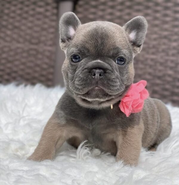Luna - French Bulldog