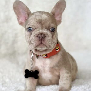 Luke - French Bulldog
