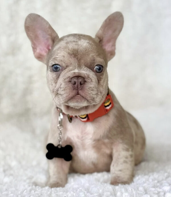 Luke - French Bulldog