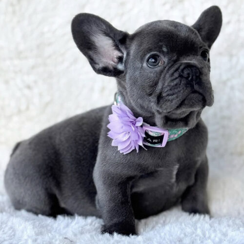 Bella - French Bulldog