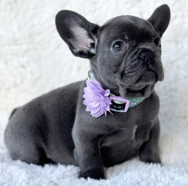 Bella - French Bulldog